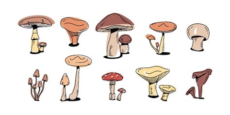 Premium Vector Mushroom Colorful Doodle Set Various Mushrooms Hand