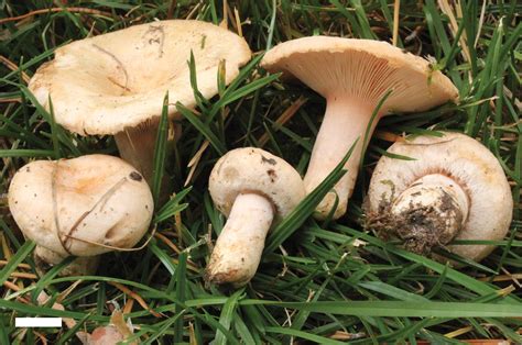 Lactarius Pubescens The Ultimate Mushroom Guide