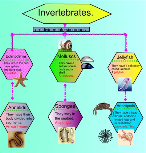 Invertebrates Lesson Plan Grade