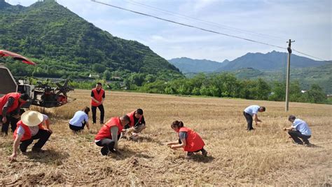 宝鸡市农业农村局 县区动态 凤县：坚决扛牢粮食安全政治责任 全力服务保障“三夏”抢收