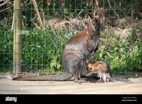 Wallaby In A Zoo In France Stock Photo Alamy