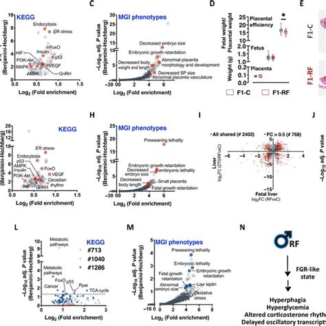 Paternal Circadian Disruption Reprograms Offspring Feeding Behavior