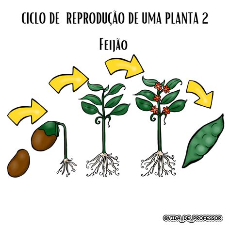 Ciclo de Reprodução das plantas Educa Market