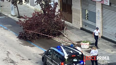 Albero Di Pruno Sradicato Dalle Raffiche Di Vento La Caduta S Arresta