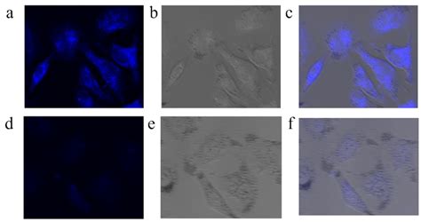 A Confocal Images Of A549 Cells Stained With CDs D Confocal Images