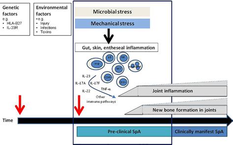 Figure 1 From The Role Of The Il 23il 17 Axis In Disease Initiation In