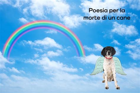 Come Si Supera La Morte Di Un Cane Quando Il Dolore Non Passa Khani It