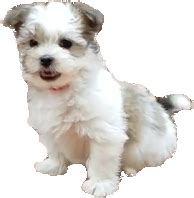 Havanese vs Maltese: Breed Comparison