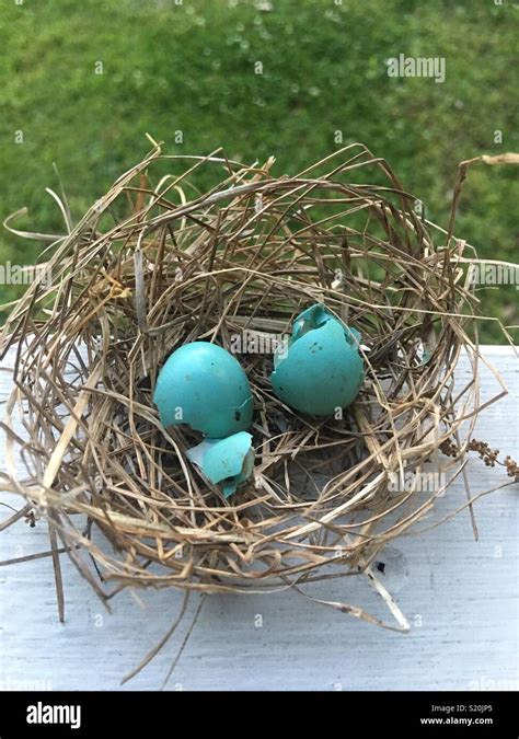 Birds nest after eggs hatch Stock Photo - Alamy