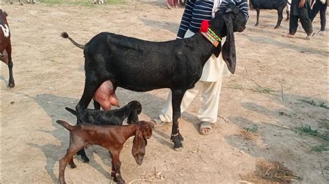 Bakra Mandi Sahiwal Betal Nagra Banchyo Wali Bakrenya Naveed Khan Goats