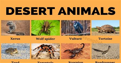 Desert Animals: 35+ Names of Animals that Live in Desert Biomes - Love ...