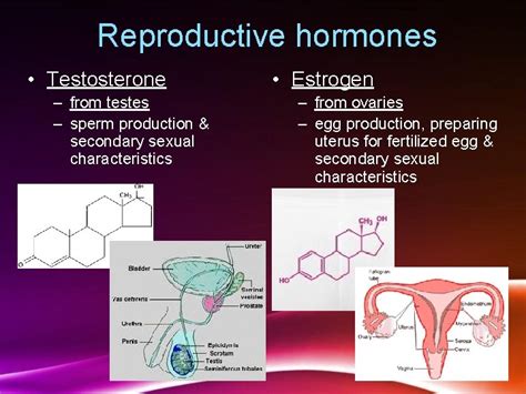 Hormones Reproduction In Humans Sex Growth Hormones Our