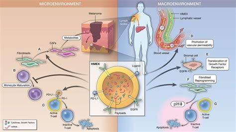 A Review Of Exosomes And Their Role In The Tumor Microenvironment And