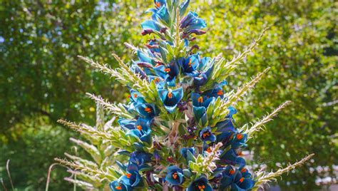 La Planta De La Torre De Zafiro Florece Por Primera Y última Vez En 20 Años