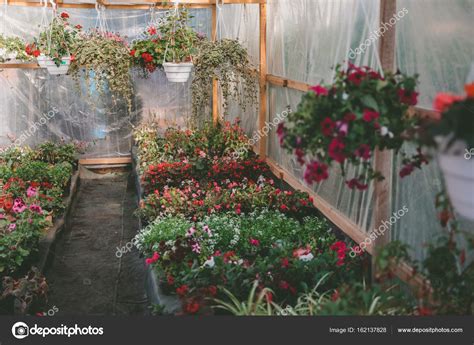 Various flowers in greenhouse — Stock Photo © SashaKhalabuzar #162137828