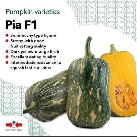 Pia F Hybrid Butternut Squash Kalabasa Seeds Grams By East