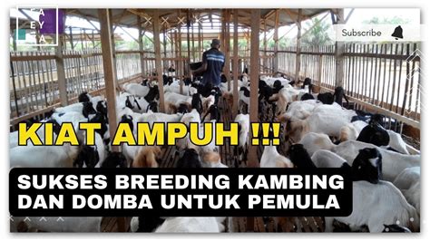 Sukses Breeding Kambing Dan Domba Peternak Pemula Wajib Tonton Youtube