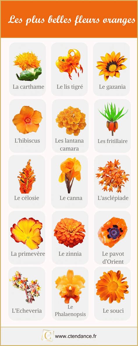 Fleur Orange La Liste Des 30 Plus Belles Fleurs Orange Planting