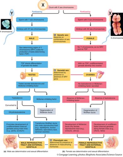 Reproductive System Flashcards Quizlet