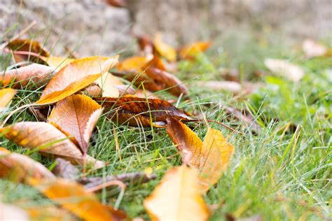 Free Images Tree Nature Forest Grass Plant Lawn Meadow