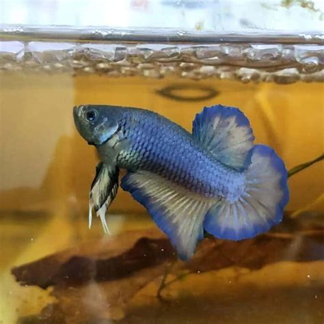 How To Breed Betta Fish With Crossbreeding Chart