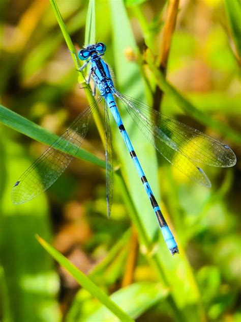 Common Blue Damselfly By Rh Ephotozine