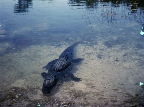 KEYS HISTORY ALLIGATORS WERE NEAR THE ISLAND CHAIN WELL BEFORE THE