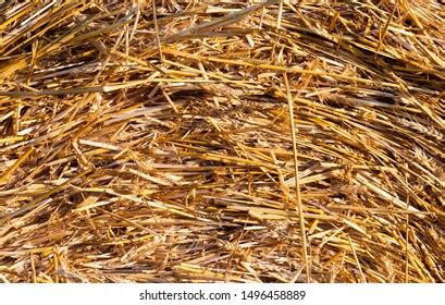 Cylindrical Stacks Straw Immagini Foto Stock E Grafica Vettoriale