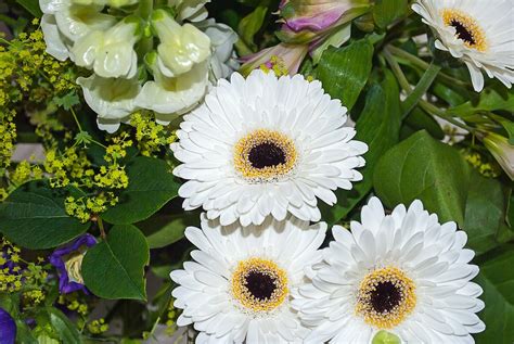 Gerbera Blume Strauß Kostenloses Foto auf Pixabay