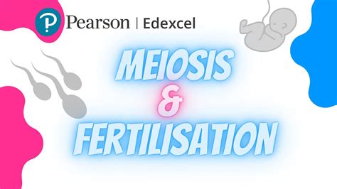 Edexcel Ial Biology Unit 2 Meiosis And Fertilisation Youtube