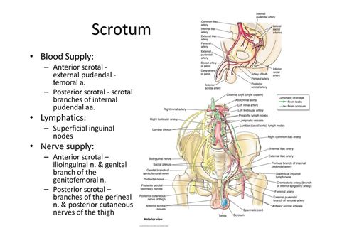 Male Reproductive System Ppt Download