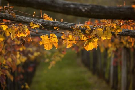 karst-wine-road-slovenia - TRAVELSLOVENIA.ORG – All You Need To Know To Visit Slovenia