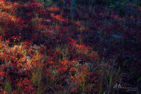 Fruits of the Earth | Manning Provincial Park, British Columbia | Anna ...