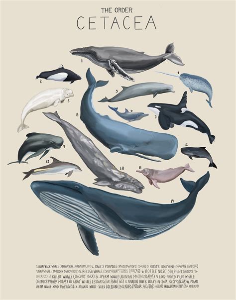 Whales The Order Cetacea Scientific Illustration Etsy Canada