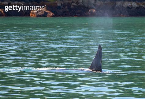 Orca Killer Whale Dorsal Fin In Kenai Fjords National Park In Seward