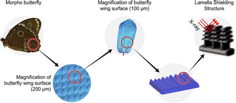 Magnified View Of A Morpho Butterflys Wing And Its Application To