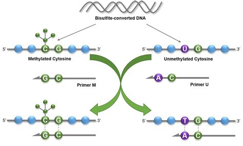 Methylation Specific Pcr Service Dna Methylation Analysis Service