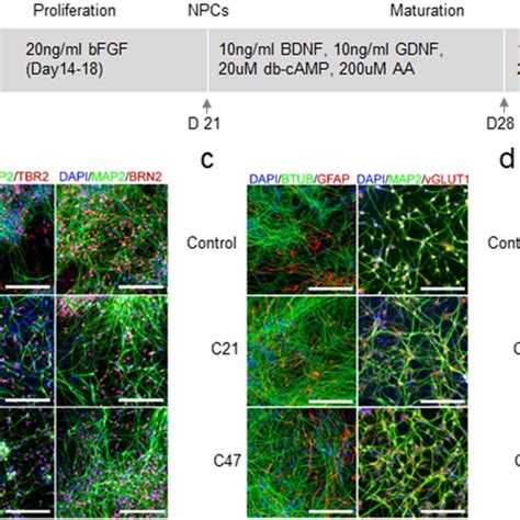 Characterization Of Human Cortical Neurons Generated In Vitro From