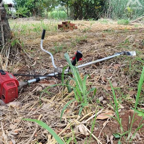 Idoso De Anos Morre Ap S Ser Atacado Por Abelhas Durante Ro Ada Em