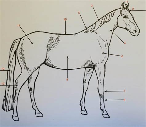 Horse Parts Quiz | Full Circle Farm Therapeutic Horsemanship