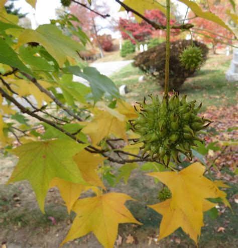 Liquidambar – Backyard and Beyond