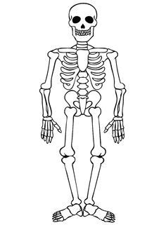 Simple Skeleton Drawing At Paintingvalley Explore Collection Of