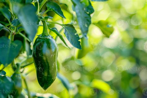 un verde jalapeño pimienta creciente en un planta en el jardín 46287907