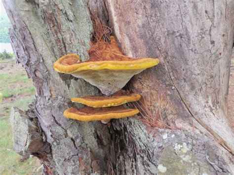 Free Images Tree Nature Forest Branch Wood Leaf Trunk Log