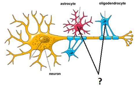 Neuroglia And Neurons Flashcards Quizlet