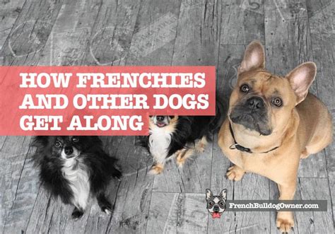 french bulldogs good   dogs   breeds