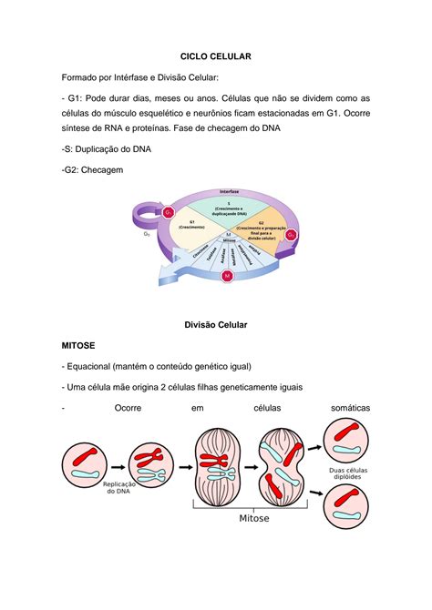 Solution Resumo Mitose E Meiose Studypool