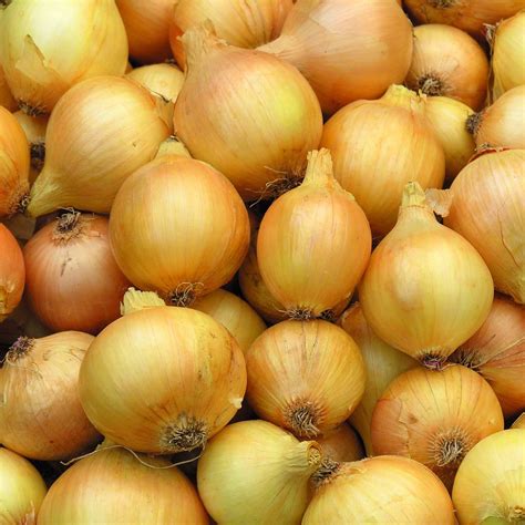 Utah Yellow Sweet Spanish Onion Garden Seeds - 1 Oz - Non-GMO, Heirloom