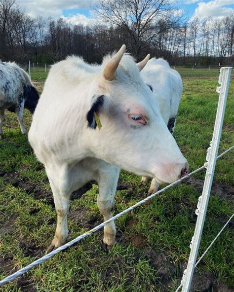 Ist Es Nur Ein Hobby Oder Ein Landwirtschaftsbetrieb Im Nebenerwerb