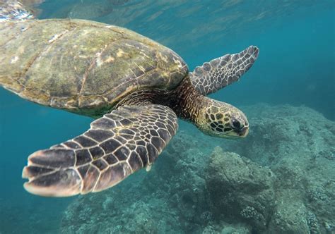 Green Sea Turtles In Hawaii Honu Hawaiian Tours